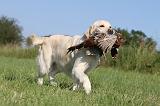 GOLDEN RETRIEVER 420